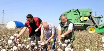 Viranşehir Kaymakamı Ülkü, Pamuk Hasat Sezonunu Başlattı