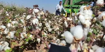 Araban Ovası'nda Pamuk Hasadı Başladı