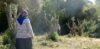 Andırın'da Zeytin Bahçesi Tartışması: Kadınlara Saldırdı