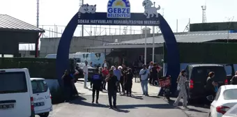 Gebze Belediyesi'nde Hayvan Ölümleri Üzerine Soruşturma Başlatıldı