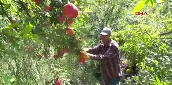 Kumluca'da Nar Hasadı: Beklenen Rekolte 250 Bin Ton