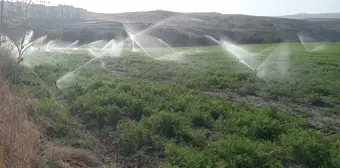 Beypazarı'nda Sabah Namazı Buluşması ve Kışlık Havuç Hasadı