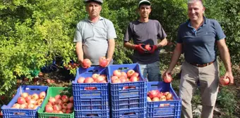 Kumluca'da Nar Hasadı 250 Bin Ton Beklentisiyle Başladı