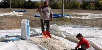 Günyüzü Çiftçisinin Kabak Çekirdeği Üretimindeki Sorunlar