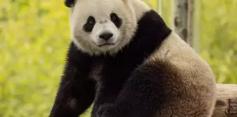 ABD'ye İki Yeni Panda Geliyor