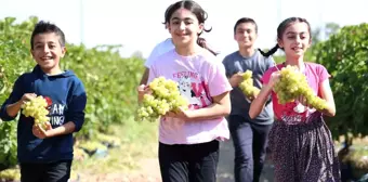 Elazığ'da Üzüm Hasadına Çocukların Renkli Katkısı