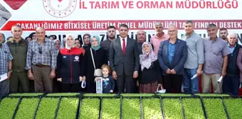 Düzce'de Çiftçilere 250 Bin Marul Fidesi Dağıtıldı