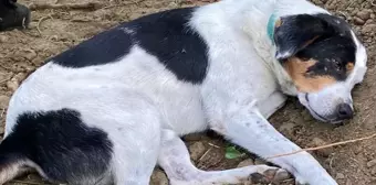 İstanbul'da ölen İngilizce öğretmeninin köpeği mezarının başından ayrılmıyor