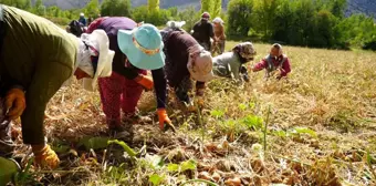 Dünya Kadın Çiftçiler Günü'nde Kadınların Rolü Vurgulandı