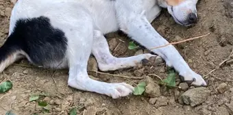 Köpeği Teo, Sahibinin Mezarı Başında Ayrılmadı