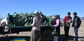 Brokoli Üretimi Çiftçilerin Yüzünü Güldürüyor