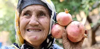 Adana'da Kuytucak Narında Hasat Başladı