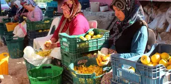 Alaşehir'de Cennet Hurmasına Yükselen Talep