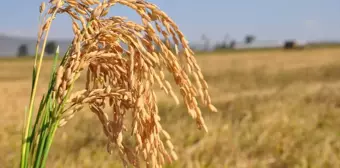 Silifke'de Çeltik Hasadı Başladı