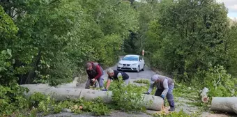 Adana'da Rüzgar Ağaçları Devrildi, Yol Kapandı