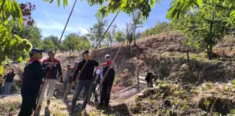 Aydın'da Kestane Hasadı Başladı