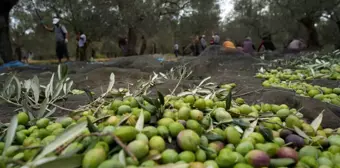 Balıkesir'de Zeytin Hasadı Tüm Hızıyla Sürüyor