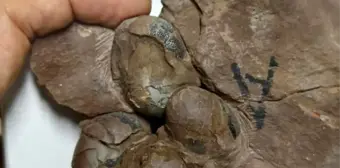 Çin'de Dünyanın En Küçük Dinozor Yumurtası Fosili Keşfedildi