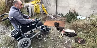 Başıboş Köpekler Yüksekova'da Tavukları Telef Etti