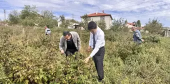 Pazaryeri Kaymakamı Kahraman, Yeni Ahududu ve Aronya Tarlalarını İnceledi