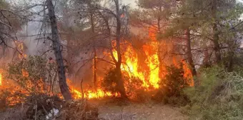 Çanakkale'de Orman Yangını: Müdahale Devam Ediyor