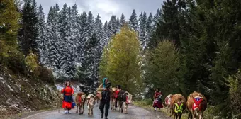 Doğu Karadeniz'de Yayla Göçü Sezonu Sona Eriyor