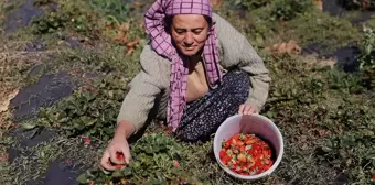 Hüyük Çileği Hasadı İçin Üreticilerin Telaşı Sürüyor