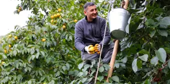 Cennet Hurması, Amasya'nın Ekonomik Can Simidi Oldu