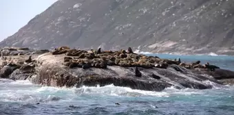 Cape Kürklü Foklarda Görülen Kuduz Salgını Tarihi Bir İlk