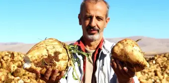 Kahramanmaraş'ta Şeker Pancarı Hasadı Yüz Güldürüyor