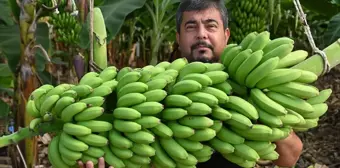 İşinde Başarıyı Yakalayan Mimar, Muz Üreticisi Oldu