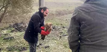 Polis Yaralı Atmacayı Kurtardı