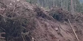 Artvin'de Turizm Sezonu Sonrası Ağaç Kesimi Endişesi