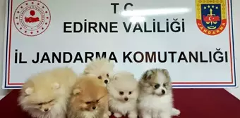 Edirne'de Yasa Dışı Yolla Getirilen 5 Pomeranian Köpek Ele Geçirildi