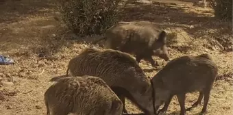 Yaban Domuzları Didim'e İndi