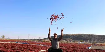 Acı Maraş Biberinde Hasat Dönemi Başladı