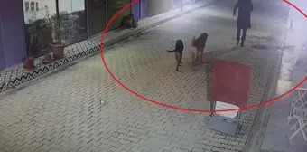 İş yerinde kan donduran olay: 3 yavru kediyi ve annelerini köpeklere parçalattı