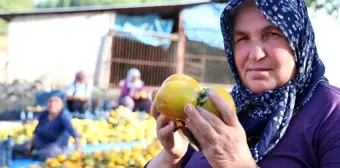 Adana'nın Kozan İlçesinde Trabzon Hurması Hasadı Başladı