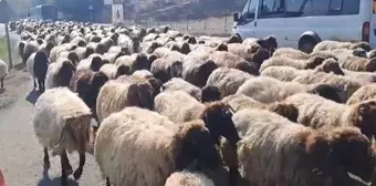 Diyarbakır Göçerleri Kışa Hazırlanıyor