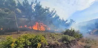 Hatay'da Orman Yangını 4 Eve Sıçradı