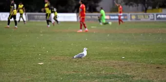 Tekirdağspor Maçında Martı Renkli Anlar Yaşattı