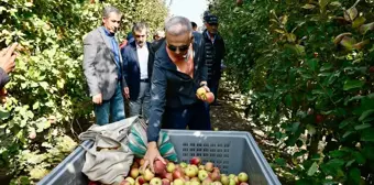 Karaman Valisi Elma Hasadına Katıldı