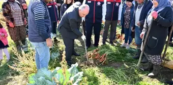 Çakır Havuç Hasadına Başlandı