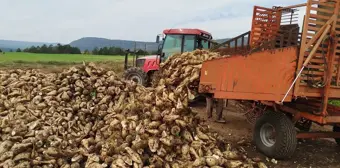 Sinop'un Boyabat İlçesinde Şeker Pancarı Hasadı Başladı