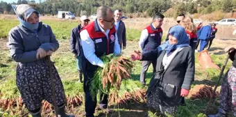 Çakır Havuç'ta Hasat Devam Ediyor, 5 Bin Ton Rekolte Bekleniyor