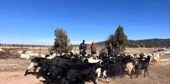 Kaybolan Küçükbaş Hayvanlar Jandarma Tarafından Bulundu