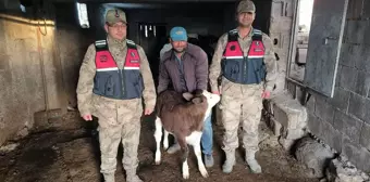 Kilis'te Kaybolan Buzağı Jandarma Ekiplerince Bulundu