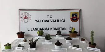 Yalova'da 60 Bin Lira Değerinde Kaktüs Hırsızlığı