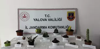 Yalova'da Endemik Kaktüs Hırsızlığı: Bir Kişi Gözaltına Alındı