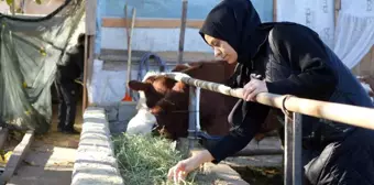 Erzincan'da Gıda Mühendisi Betül Kara, Devlet Desteğiyle Besi Çiftliği Kurdu